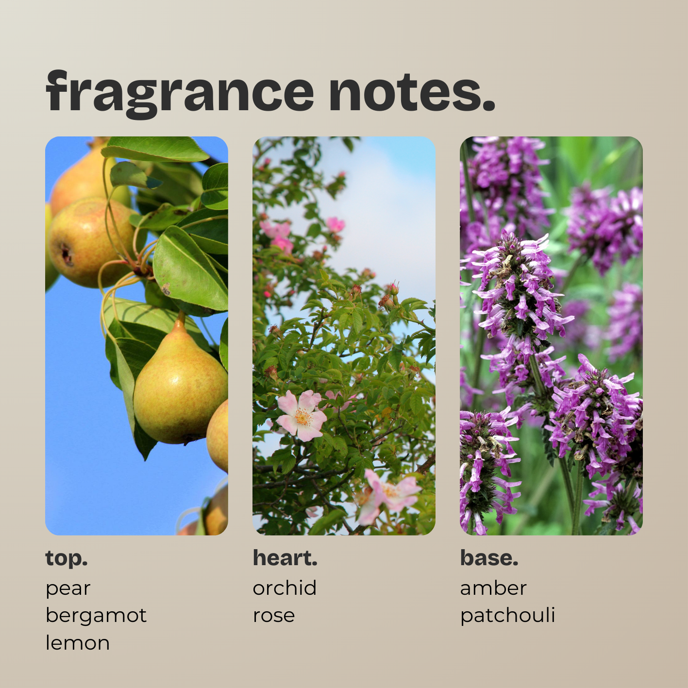 wild pear + rose.