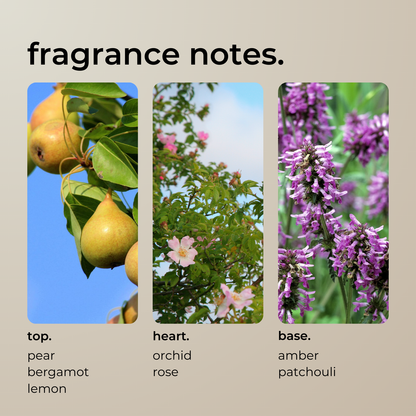 wild pear + rose.